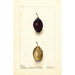 Reproduktion av målningen Prunus domestica Splendor - Deborah Griscom Passmore