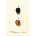 Prunus domestica Thanksgiving Prune - Deborah Griscom Passmore — vy av konstverket