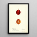 Reproduktion av målningen Prunus domestica Truro - Deborah Griscom Passmore