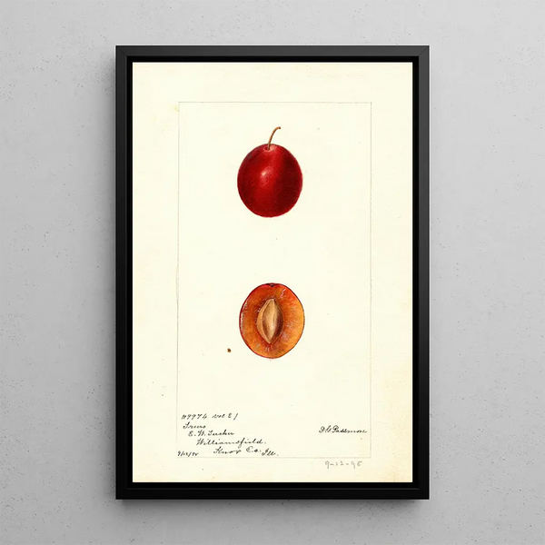 Reproduktion av målningen Prunus domestica Truro - Deborah Griscom Passmore