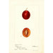 Reproduktion av målningen Prunus domestica Truro - Deborah Griscom Passmore