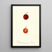 Reproduktion av målningen Prunus domestica Warren - Deborah Griscom Passmore