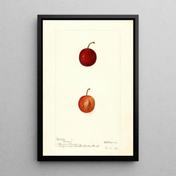 Reproduktion av målningen Prunus domestica Warren - Deborah Griscom Passmore