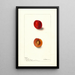 Reproduktion av målningen Prunus domestica Wyant - Deborah Griscom Passmore