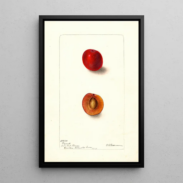 Reproduktion av målningen Prunus domestica Wyant - Deborah Griscom Passmore