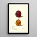 Reproduktion av målningen Prunus domestica Yamhill - Deborah Griscom Passmore