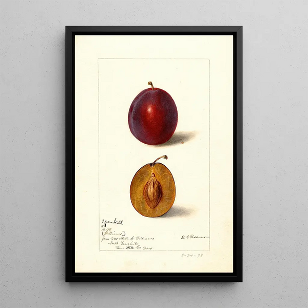 Reproduktion av målningen Prunus domestica Yamhill - Deborah Griscom Passmore