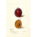 Reproduktion av målningen Prunus domestica Yamhill - Deborah Griscom Passmore