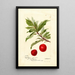 Reproduktion av målningen Prunus domestica Yosobe - Deborah Griscom Passmore