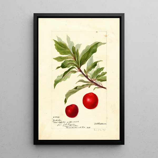 Reproduktion av målningen Prunus domestica Yosobe - Deborah Griscom Passmore