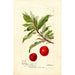 Reproduktion av målningen Prunus domestica Yosobe - Deborah Griscom Passmore
