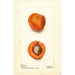 Prunus mume Blenheim - Deborah Griscom Passmore — vy av konstverket