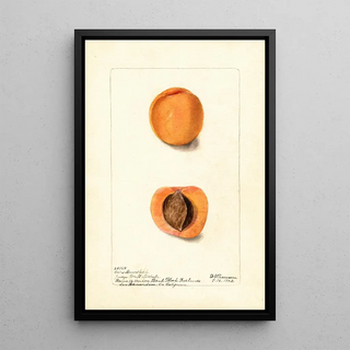 Deborah Griscom Passmore - Prunus mume Coles Hemskirk.webp