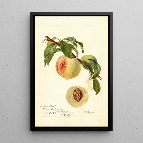 Reproduktion av målningen Prunus persica Chinese - Deborah Griscom Passmore