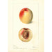 Prunus persica Connett - Deborah Griscom Passmore — vy av konstverket