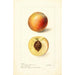 Reproduktion av målningen Prunus persica Mammoth Strawberry - Deborah Griscom Passmore