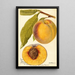 Prunus persica Marcella - Deborah Griscom Passmore — vy av konstverket