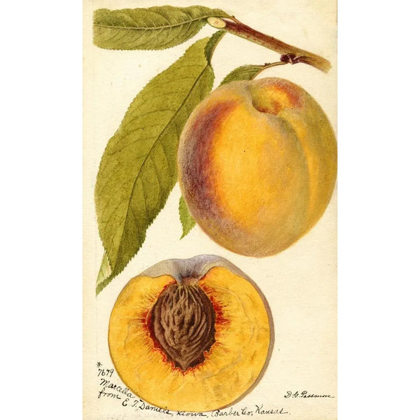 Prunus persica Marcella - Deborah Griscom Passmore — inramlat konstverk på väggen