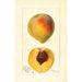 Prunus persica Mathews Beauty - Deborah Griscom Passmore — vy av konstverket