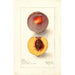 Reproduktion av målningen Prunus persica Micado - Deborah Griscom Passmore