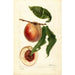 Prunus persica Nysson - Deborah Griscom Passmore — vy av konstverket