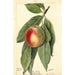 Prunus persica Sneed - Deborah Griscom Passmore — vy av konstverket