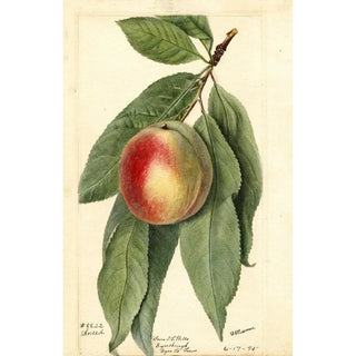Deborah Griscom Passmore - Prunus persica Sneed.webp