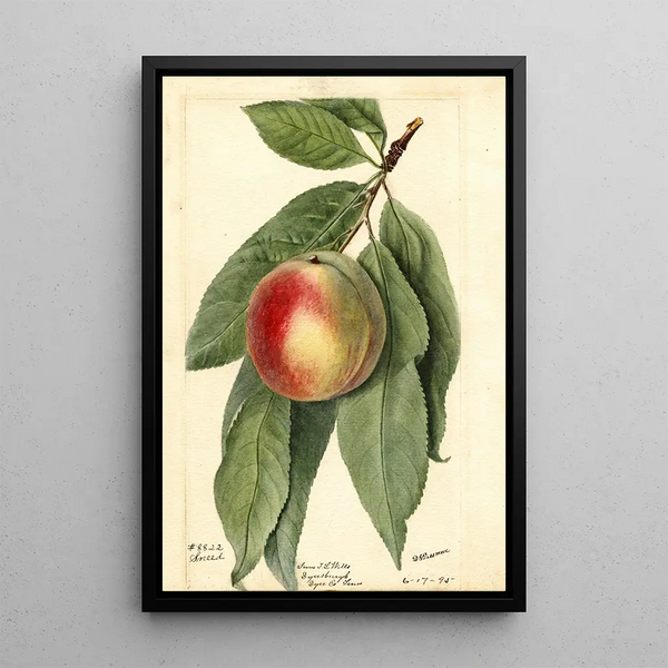 Prunus persica Sneed - Deborah Griscom Passmore — inramlat konstverk på väggen