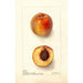 Reproduktion av målningen Prunus persica Worthen - Deborah Griscom Passmore