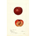 Prunus simonii - Deborah Griscom Passmore — vy av konstverket
