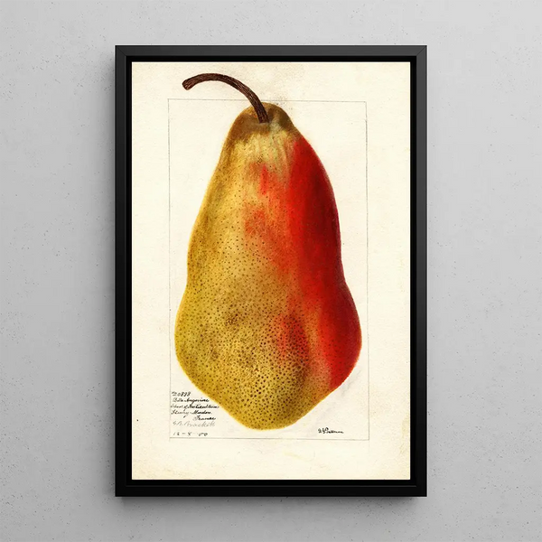 Reproduktion av målningen Pyrus communis Belle Angevine - Deborah Griscom Passmore