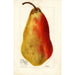 Reproduktion av målningen Pyrus communis Belle Angevine - Deborah Griscom Passmore