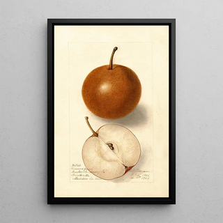 Deborah Griscom Passmore - Pyrus communis Canners Japan.webp