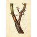 Pyrus communis Howell - Deborah Griscom Passmore — vy av konstverket