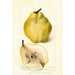 Pyrus communis Johnsons Nameless Winter - Deborah Griscom Passmore — vy av konstverket