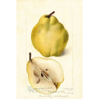 Deborah Griscom Passmore - Pyrus communis Johnsons Nameless Winter.webp