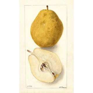 Deborah Griscom Passmore - Pyrus communis Kieffer.webp