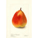 Pyrus communis König Karl von Wurtemberg - Deborah Griscom Passmore — vy av konstverket
