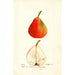 Pyrus communis Lawson - Deborah Griscom Passmore — vy av konstverket