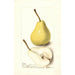 Pyrus communis Madame Treyve - Deborah Griscom Passmore — vy av konstverket