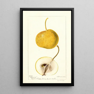 Deborah Griscom Passmore - Pyrus communis Mikado.webp