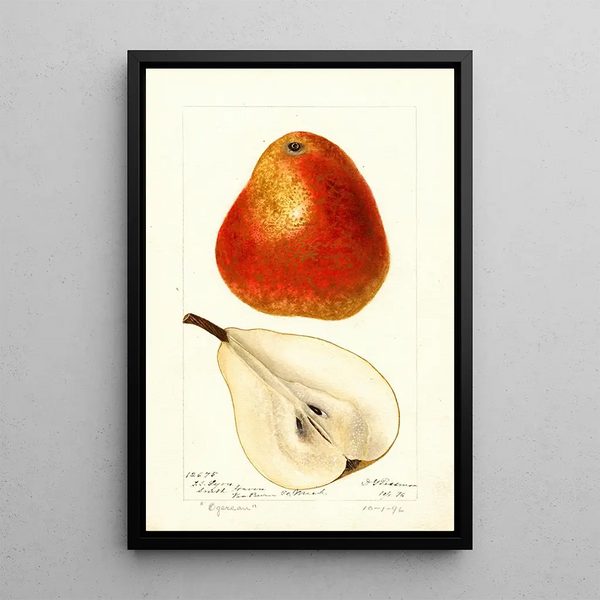 Reproduktion av målningen Pyrus communis Ogerean - Deborah Griscom Passmore