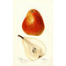 Reproduktion av målningen Pyrus communis Ogerean - Deborah Griscom Passmore