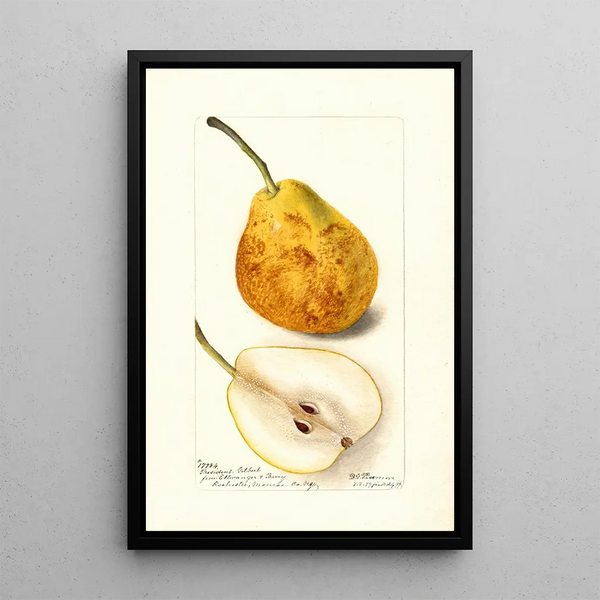 Reproduktion av målningen Pyrus communis Président Gilbert - Deborah Griscom Passmore
