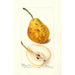 Reproduktion av målningen Pyrus communis Président Gilbert - Deborah Griscom Passmore