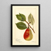 Reproduktion av målningen Pyrus communis Beauté d'été - Deborah Griscom Passmore