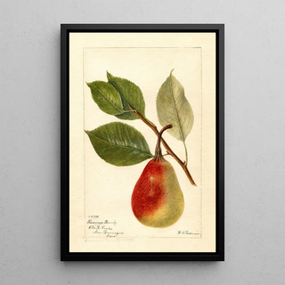 Deborah Griscom Passmore - Pyrus communis Summer Beauty.webp