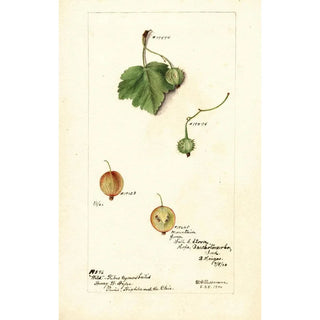 Deborah Griscom Passmore - Ribes.webp