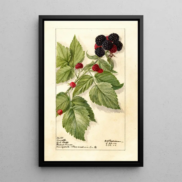 Reproduktion av målningen Rubus Conrath - Deborah Griscom Passmore