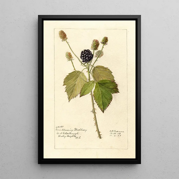 Reproduktion av målningen Rubus Everblooming - Deborah Griscom Passmore